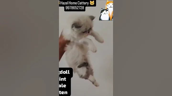 Video 10280011: cat male kitten, catlife cute