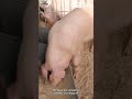 Iowa officials respond after USDA confirms pseudorabies in swine