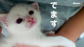 Rescue Kitten Day 20.Kitten with a cute expression when pooping. by Miaou 32,429 views 5 months ago 11 minutes, 3 seconds