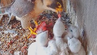 #18 Falcon Babiesハヤブサの子育て❹ 2024.4.27 AM