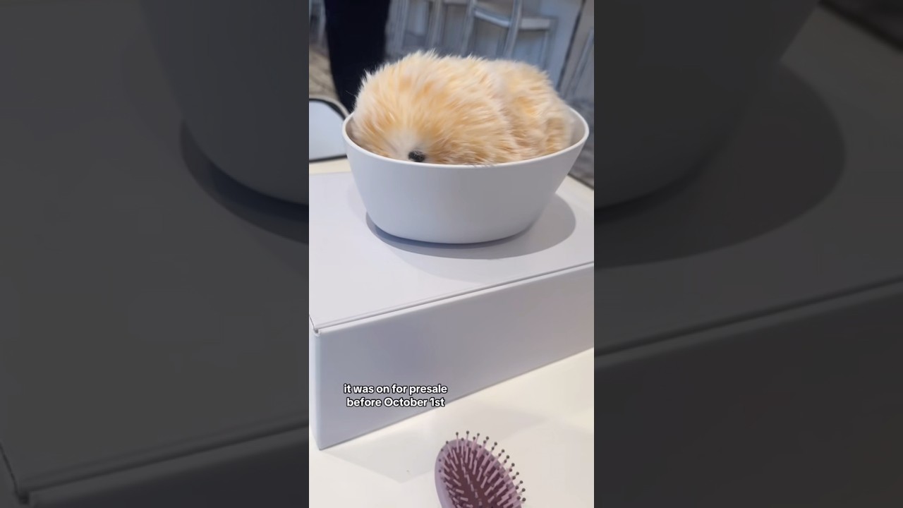 Meet Moflin, A $429 AI Pet Companion Robot