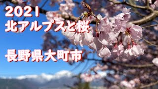 大町散策|2021大町の桜(2)残雪の北アルプスと桜|2021.4.10-12撮影 西小学校 大町公園 市民の森 観光道路 | |長野県大町市【今日のねー散歩】 大町散策|2021大町の桜(2)残雪の北アルプスと桜|2021.4.10-12撮影 西小学校 大町公園 市民の森 観光道路 | |長野県大町市【今日のねー散歩】