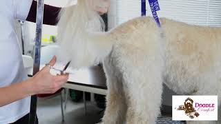 How to groom your Doodle's tail?