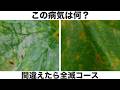 夏野菜の病気に対応する殺菌剤