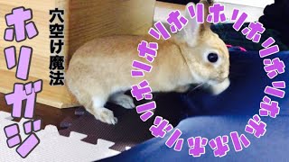 うさぎのホリホリ&ガジガジでズボンに穴空いた  I was bitten by a rabbit #318