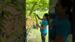 Bottle gourd harvesting #backyardgardening
