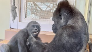 Daughter's gorilla who opened her heart to her father⭐Shabani and Annie