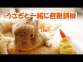 うさぎと一緒に避難訓練 足ダンしてすねられる