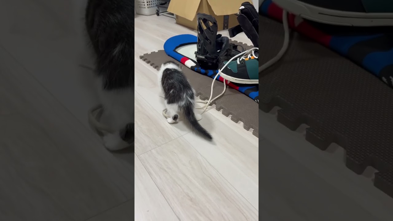 cat😾😾😾 #ねこ #cat #shorts - YouTube