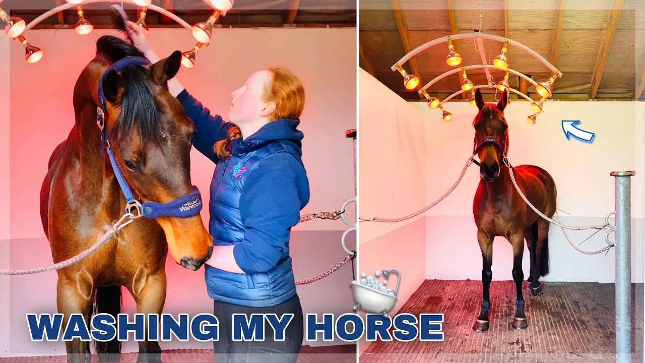 Washing my Horse + Using New Solarium for The First Time YouTube