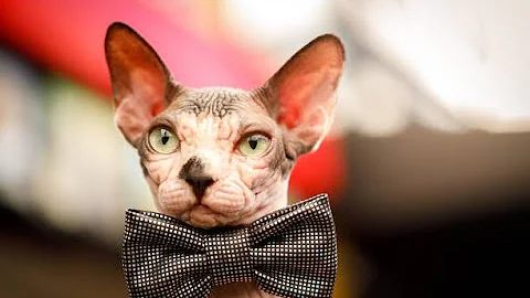 Video 11520281: sphynx cat love, cat collection, cat 4k, quality cat