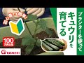 きゅうりの育て方【コメリHowtoなび】