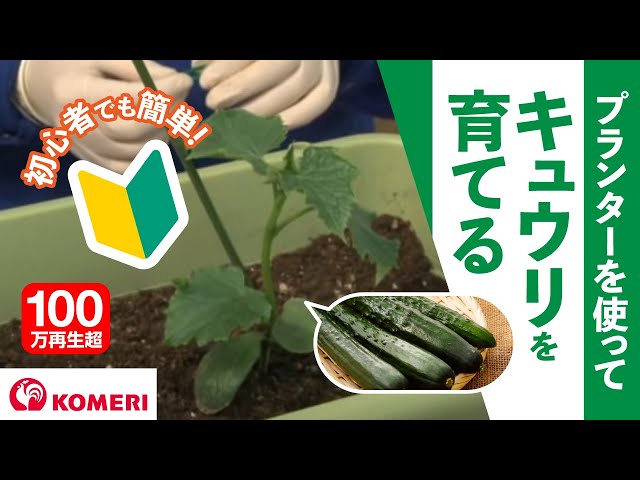 きゅうりの育て方 コメリhowtoなび Youtube