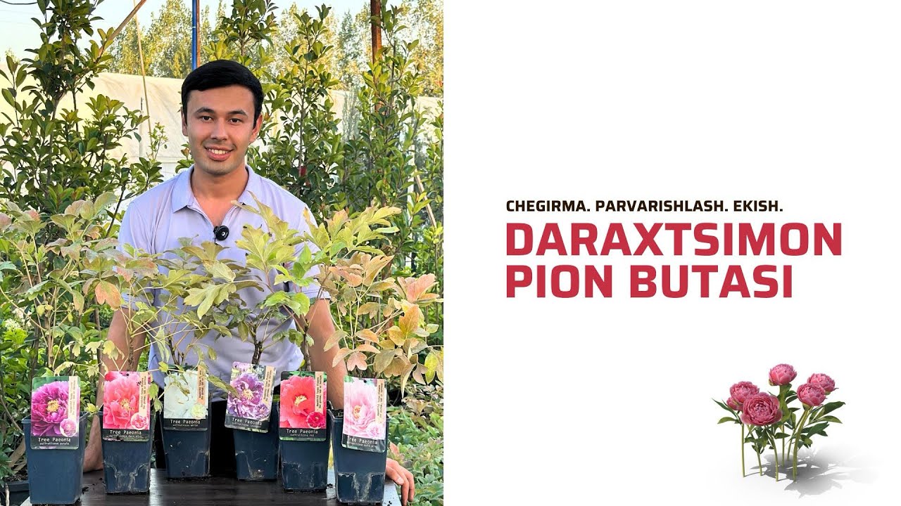 Daraxtsimon pionlarni ekish
