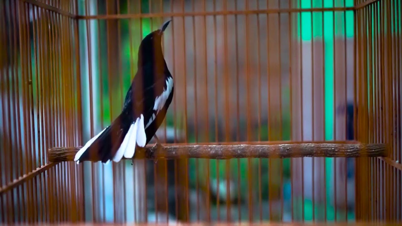 Kacer Tarung Ngobra Ngotot Cocok Untuk Pancingan Kacer Lain Agar Naik Emosinya Bongkar Isian Mewah