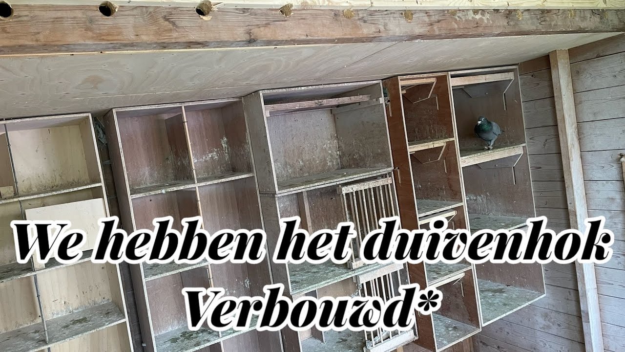 Wij verbouwden het duivenhok | dit is het resultaat! | Postduiven |