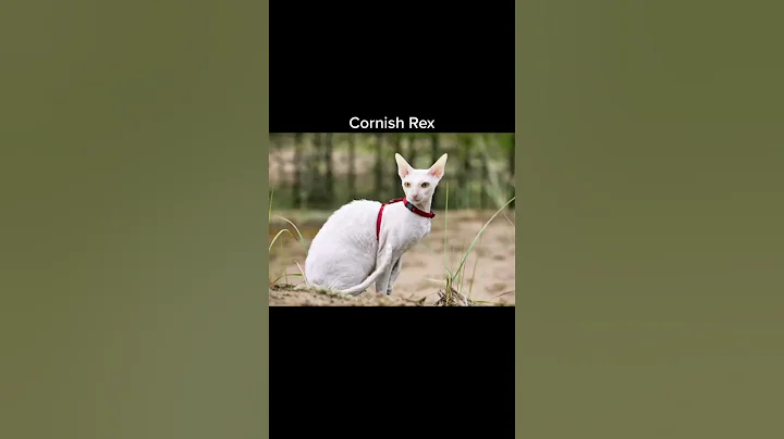 Watch the video about Most intelligent cat breeds #shorts #cats #cat