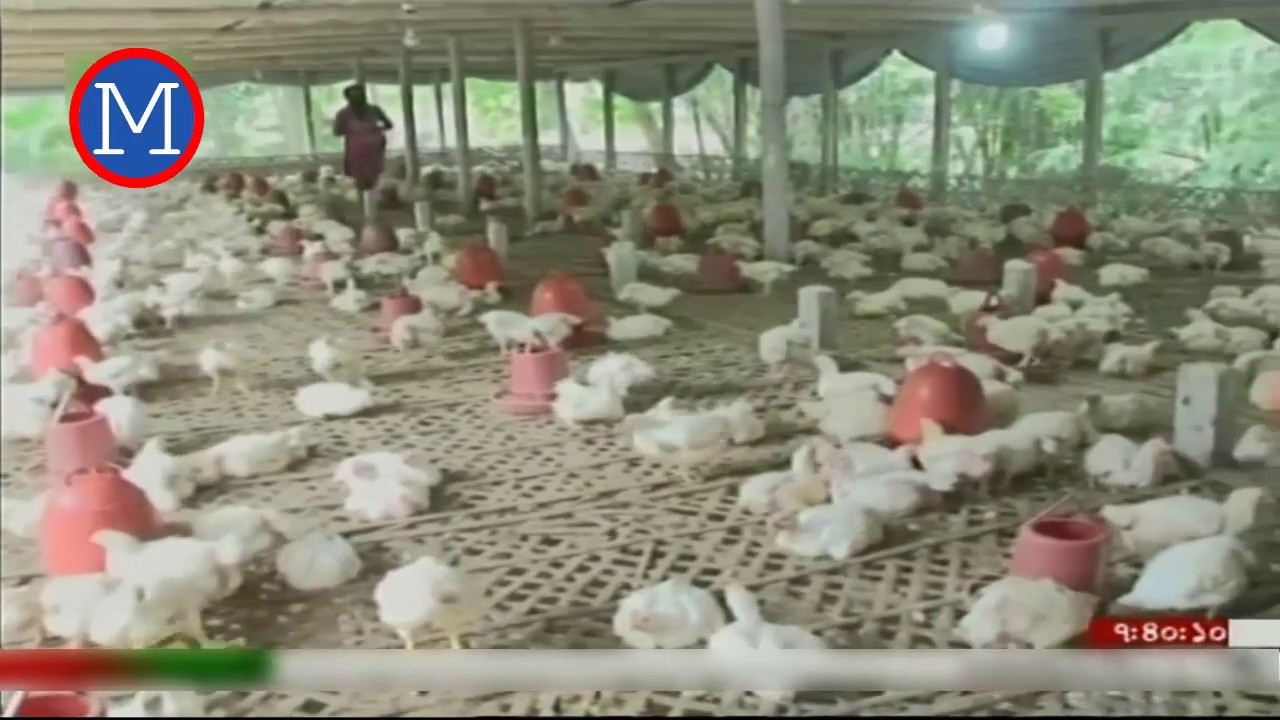 ব্রয়লার মুরগি পালন ও পরিচর্যা A successful poultry farm in