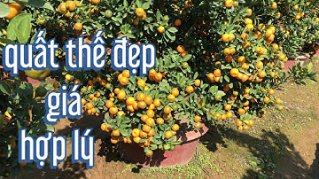 quất tết 2022 vườn quất thế đẹp , giá bán tại vườn lh