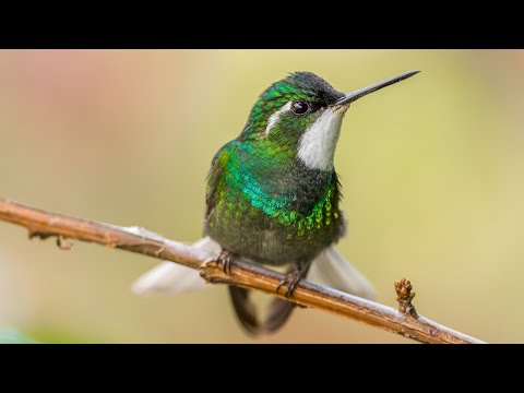 El colibrí ve colores que no podemos imaginar