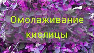 Омолаживание кослицы(оксалиса) вулканической☘