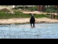 Moose plays in water to childrens delight