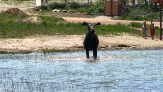 Moose plays in water to childrens delight