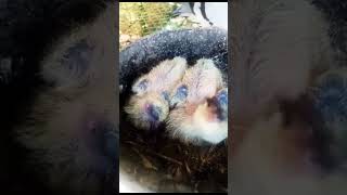 Awesome 4 days old baby pigeons in-house shorts amazing viral