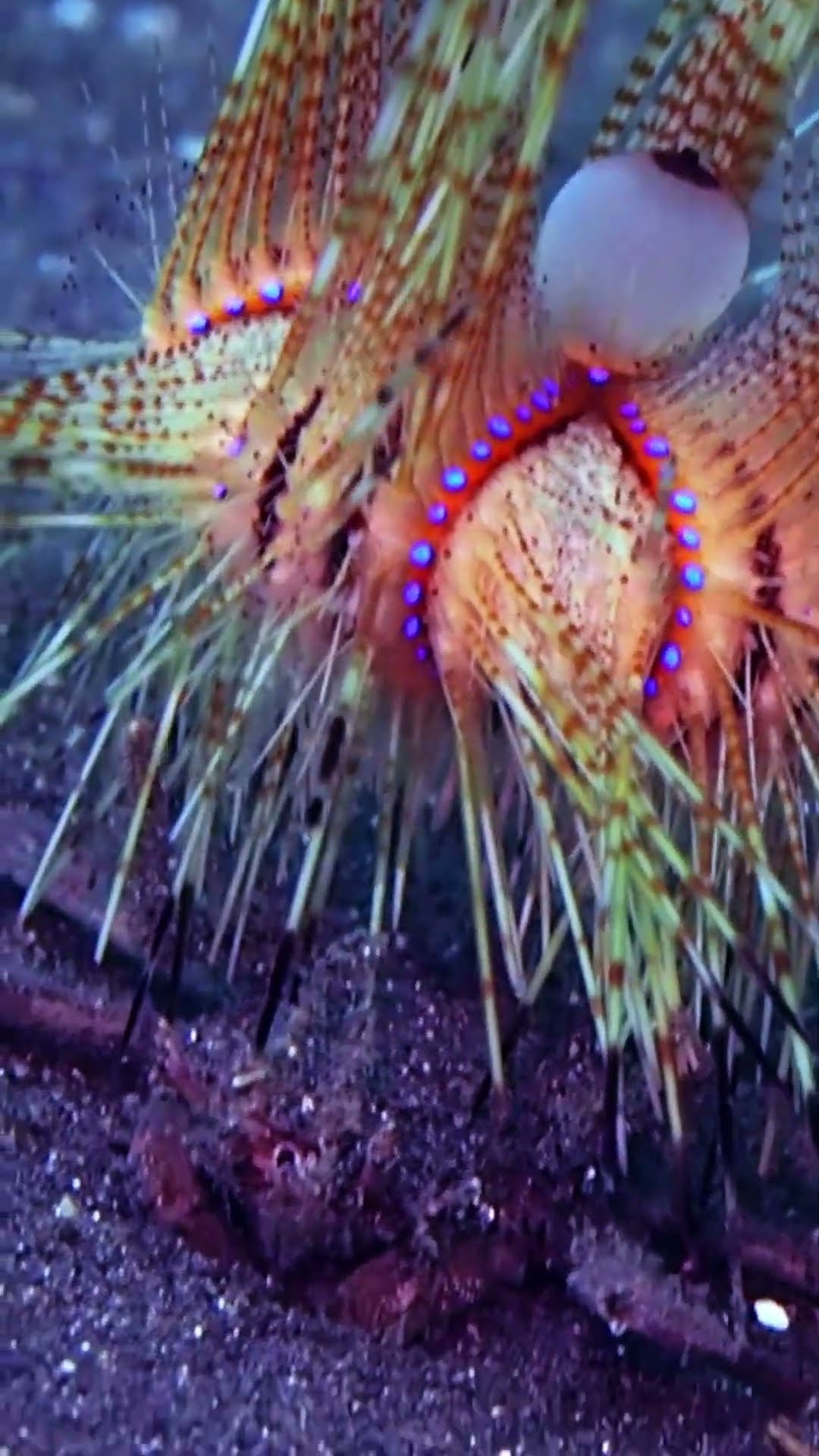 There's a Crab Running With Sea Urchin on It || ViralHog