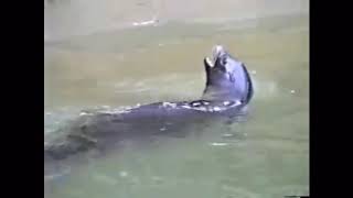 Download Lagu dua lipa - sea lion remix MP3