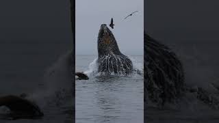 Watch This Humpback Whale Lunge Feed High Into The Air