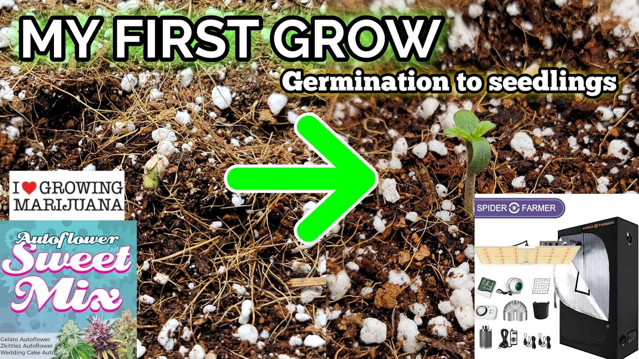 MY FIRST GROW IN A SPIDER FARMER 2x4 SWEET MIX BY ILGM WITH SF 2000 in 4k ultra hd