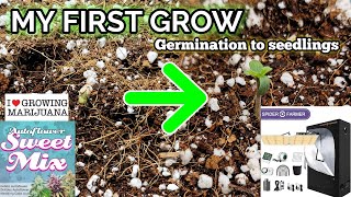 MY FIRST GROW IN A SPIDER FARMER 2x4 SWEET MIX BY ILGM WITH SF 2000 in 4k ultra hd