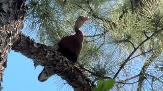 Black-bellied Whistling Duck Loud Whistling Houston Texas