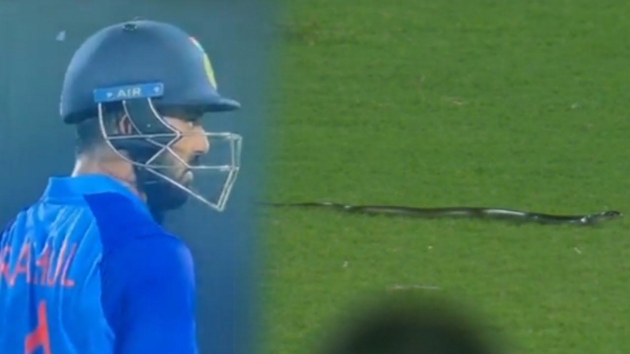 Snake entered Guwahati field during India vs South Africa T20 match