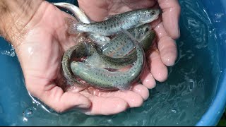 Colorado's state fish is back from extinction, helped by CU Boulder scientists