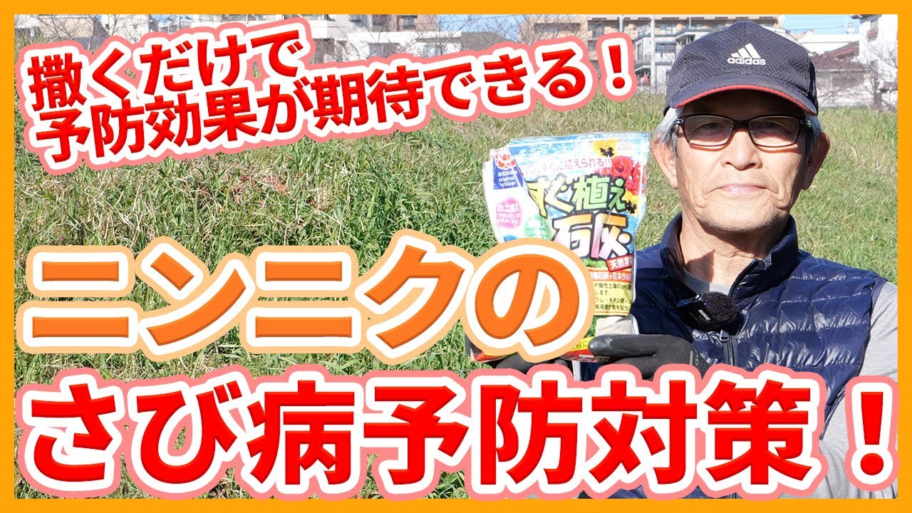 家庭菜園や農園のニンニク栽培で撒くだけでサビ病対策！春に発生するさび病予防とニンニクの育て方！【農家直伝】