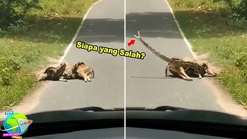 Pria Ini Rela Taruhkan Nyawa Demi Selamatkan Rusa Dari Lilitan Ular Piton!! Hampir Saja Digigit...