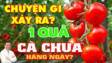 Chuyện gì xảy ra nếu ăn 1 QUẢ CÀ CHUA sống hằng ngày ?
