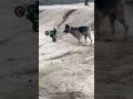Kaiju Dog #rawgags #memescompilation #instantregret #GifsWithSound #Gifs #memes