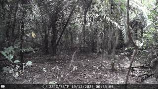 Ocelot (Leopardus pardalis) at Waterhole - Napo Moist Forests
