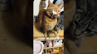 Funny Cats 😹 Episode 52 #Shorts