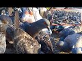 My activities 69 days for feeding pigeons | Very High Flying Pigeons | Collection Beautiful Pigeons