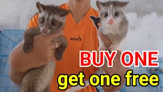 Download Lagu Musang PR0M0 Akhir Tahun Kita Otewekan ke Karawang... MP3