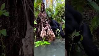 Chimpanzee Splashing In The River At Zwf Miami