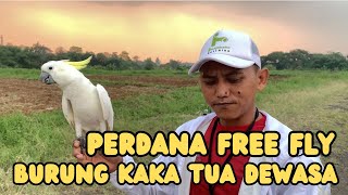Perdana Free Fly Burung Kaka Tua