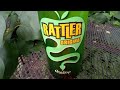 Cider review RATTLER ORIGINAL CORNISH CLOUDY CYDER old fashioned cornish cider maker 5.5%