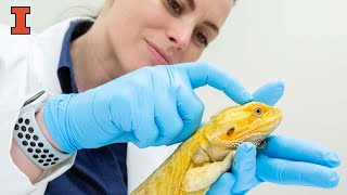 How to MRI your dragon (EMMY nominated)