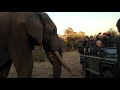 Extremely close encounter with a giant elephant bull!