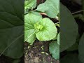 pumpkin 🍈 plant and tomato 🍅 plant ☘️ recently grown